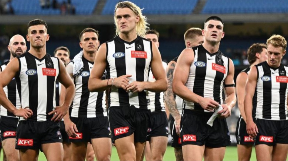 Structure or hunger? Magpies under the microscope